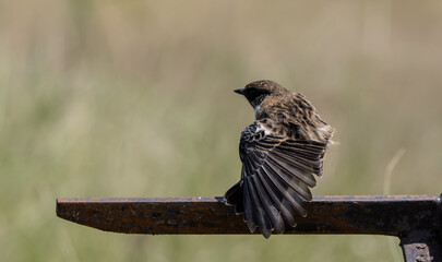 Common Stonechat Close up shot (Animal Portrait)