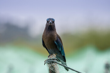 Indian Roller Close up Shot (Animal Portrait)