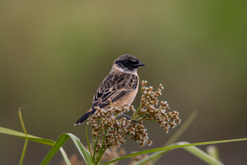 Common Stonechat Close up shot (Animal Portrait)