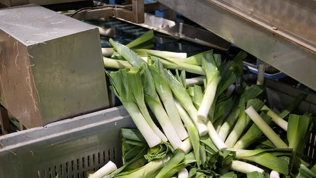 Closeup of selected washed green onions unloaded into plastic box from conveyor sorting line at vegetable factory. High quality 4k footage