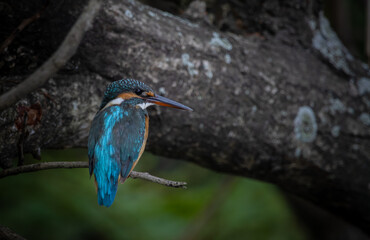 Common Kingfisher on the branch tree.