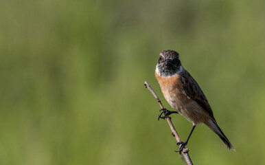 Common Stonechat on dry branch (Animal Portrait)