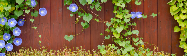 Wooden fence with ivy climbing over it in the garden on a beautiful summer day