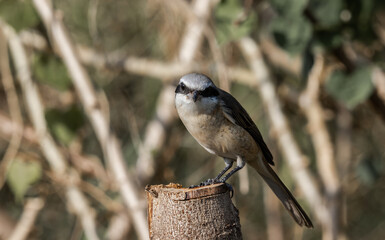Brown shrike on the dry branch (Animal Portrait)