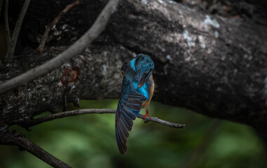 Common Kingfisher on the branch tree.