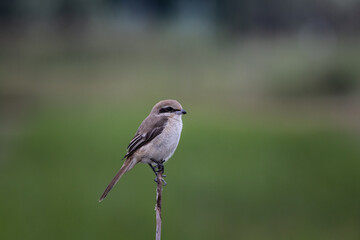  Brown shrike on dry branch (Animal Portrait)