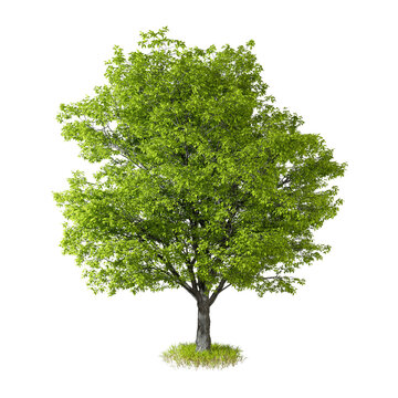 3d render tree isolated backgrounds png file