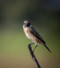 Common Stonechat on dry branch (Animal Portrait)