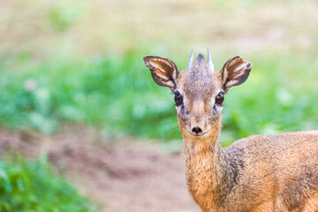 Portrait of a Kirk's dik-dik. Animal close-up. Small antelope species. Madoqua kirkii.
