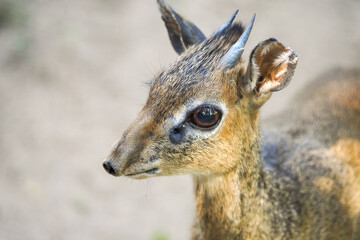 Portrait of a Kirk's dik-dik. Animal close-up. Small antelope species. Madoqua kirkii.
 - Powered by Adobe