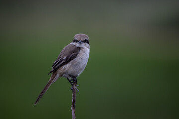  Brown shrike on dry branch (Animal Portrait)