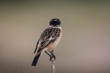 Common Stonechat Close up shot (Animal Portrait)