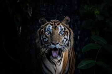 Fototapeta na wymiar Tiger close up shot (Animal Portrait)