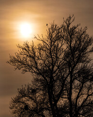 sun, tree and crow