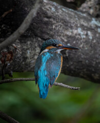 Common Kingfisher on the branch tree.