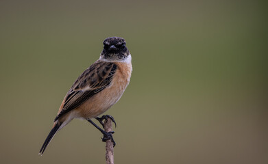 Common Stonechat Close up shot (Animal Portrait)