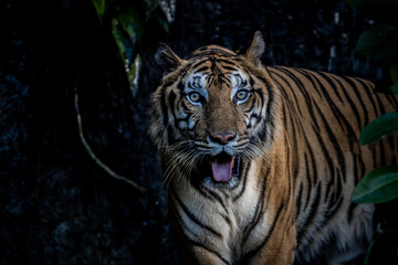 Fototapeta na wymiar Tiger close up shot (Animal Portrait)