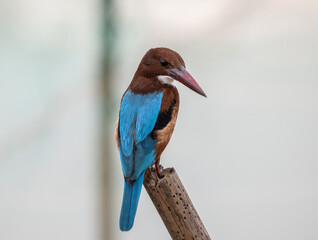 White-throated Kingfisher close up shot (Animal Portrait)