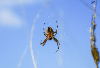 Garden spider hanging in the spider web. Cross spider close-up. Araneus diadematus.
