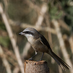 Brown shrike on the dry branch (Animal Portrait)