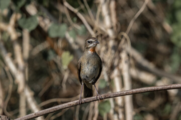 Siberian Rubythroat, Red-necked Nightingale on the dry branch.