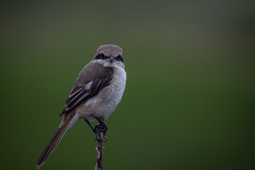  Brown shrike on dry branch (Animal Portrait)