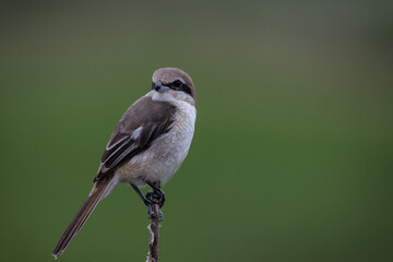  Brown shrike on dry branch (Animal Portrait)