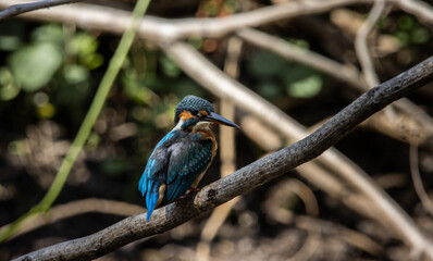 Common Kingfisher on the branch tree.