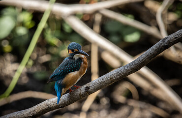 Common Kingfisher on the branch tree.