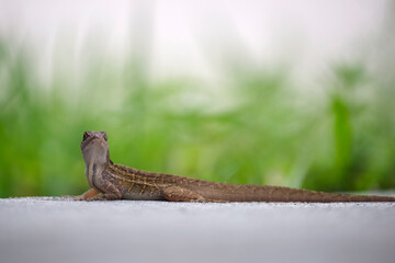 Macro closeup of blown alone lizard warming on summer sun. Anolis sagrei small reptile in native to Florida USA