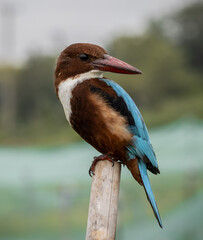 White-throated Kingfisher close up shot (Animal Portrait)