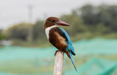 White-throated Kingfisher close up shot (Animal Portrait)