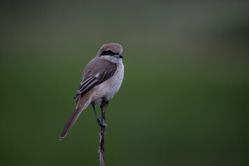  Brown shrike on dry branch (Animal Portrait)