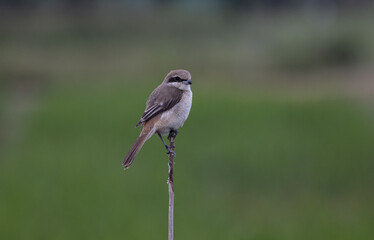  Brown shrike on dry branch (Animal Portrait)