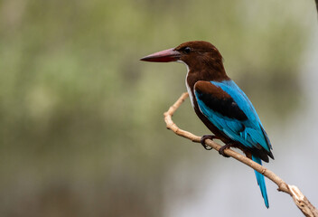 White-throated Kingfisher close up shot (Animal Portrait)