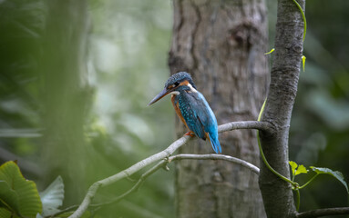 Common Kingfisher on the branch tree.