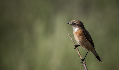 Fototapeta premium Common Stonechat on dry branch (Animal Portrait)