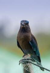 Indian Roller Close up Shot (Animal Portrait)