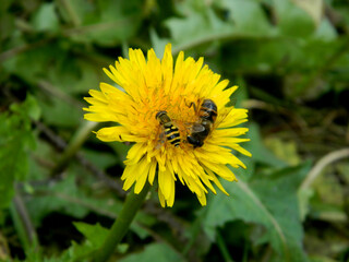 Back view of a bee on a blooming dandelion. With a blurred green colored background. High quality photo
