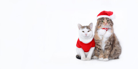 Small white Cat in Santa costume sitting next to a big fluffy cat with Santa Claus Xmas red hat. Two cats helper Santa isolated on a white background. Happy New Year. Web banner with copy space 