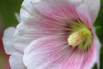 Obraz na płótnie Canvas close up of pollen flower