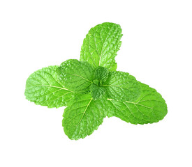 Mint leaves on transparent png