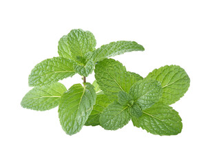 Mint leaves  on transparent png