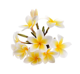 Plumeria and frangipani flowers on transparent png