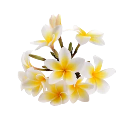 Zelfklevend Fotobehang Plumeria and frangipani flowers on transparent png © yingthun