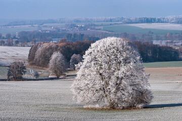 Winter landscape with frozen trees in field and blue sky