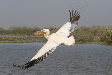 Pelican. Djoudj National Bird Sanctuary. Pelican fly over ocean in Djoudj national park, reserve...