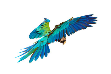Colorful Harlequin macaw flying isolated on transparent background png file	