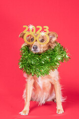 Cute brown dog in costume and celebrating the new year