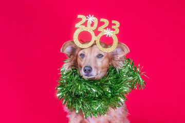 Cute brown dog in costume celebrating the new year with red background looking at the camera.